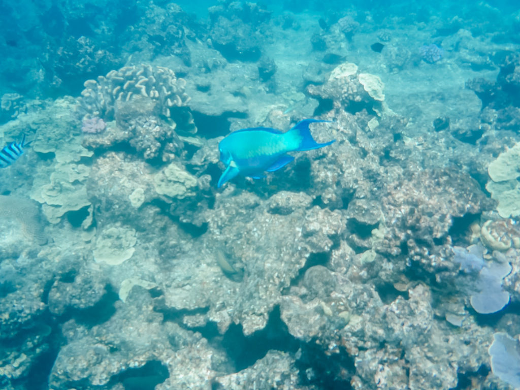 Unterwasserwelt beim Schnorcheln im Great Barrier Reef