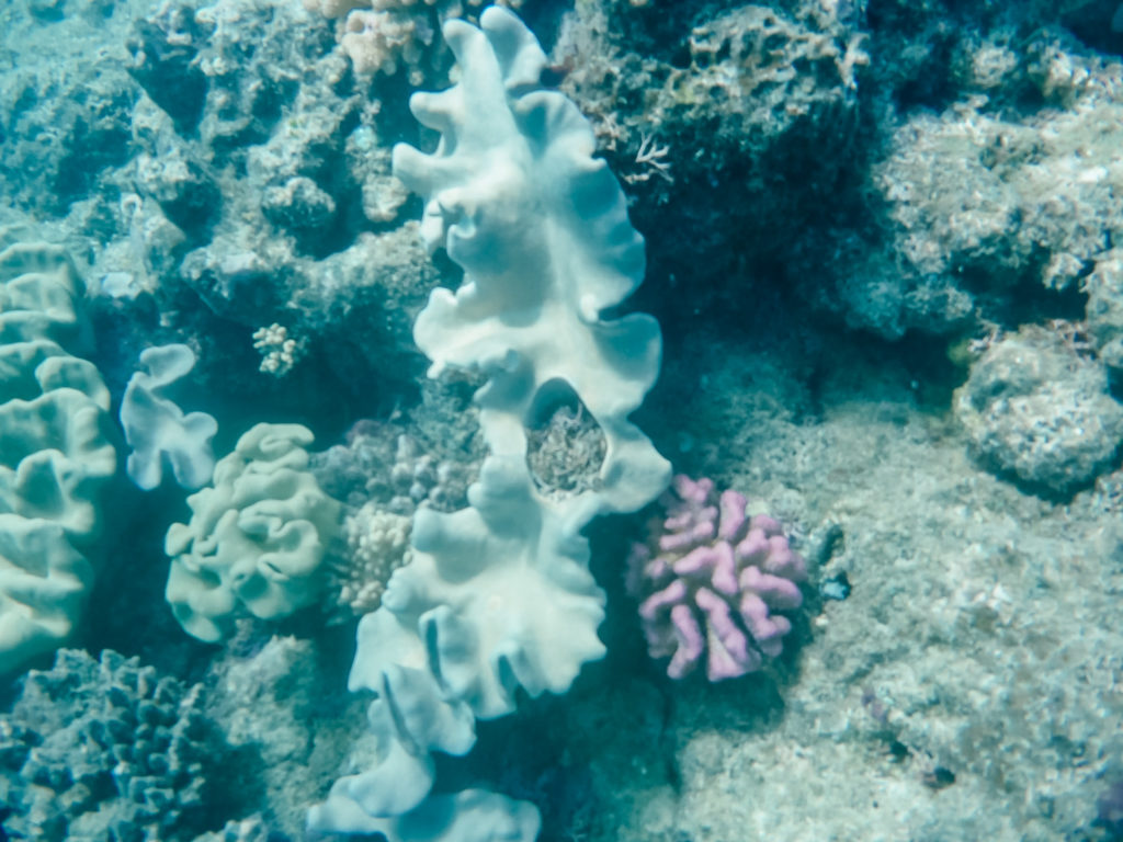 Unterwasserwelt beim Schnorcheln im Great Barrier Reef