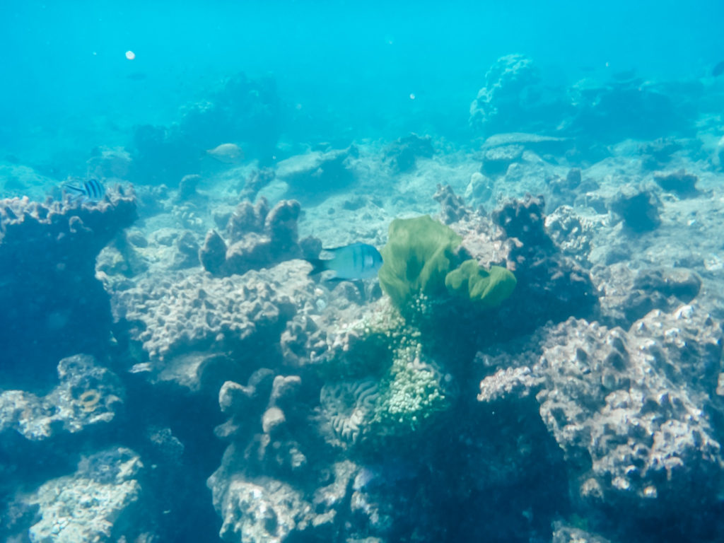 Unterwasserwelt beim Schnorcheln im Great Barrier Reef