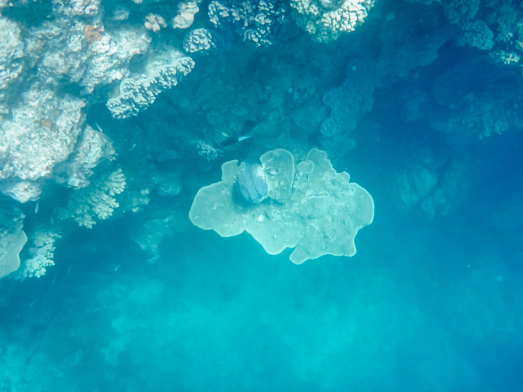 Unterwasserwelt beim Schnorcheln im Great Barrier Reef