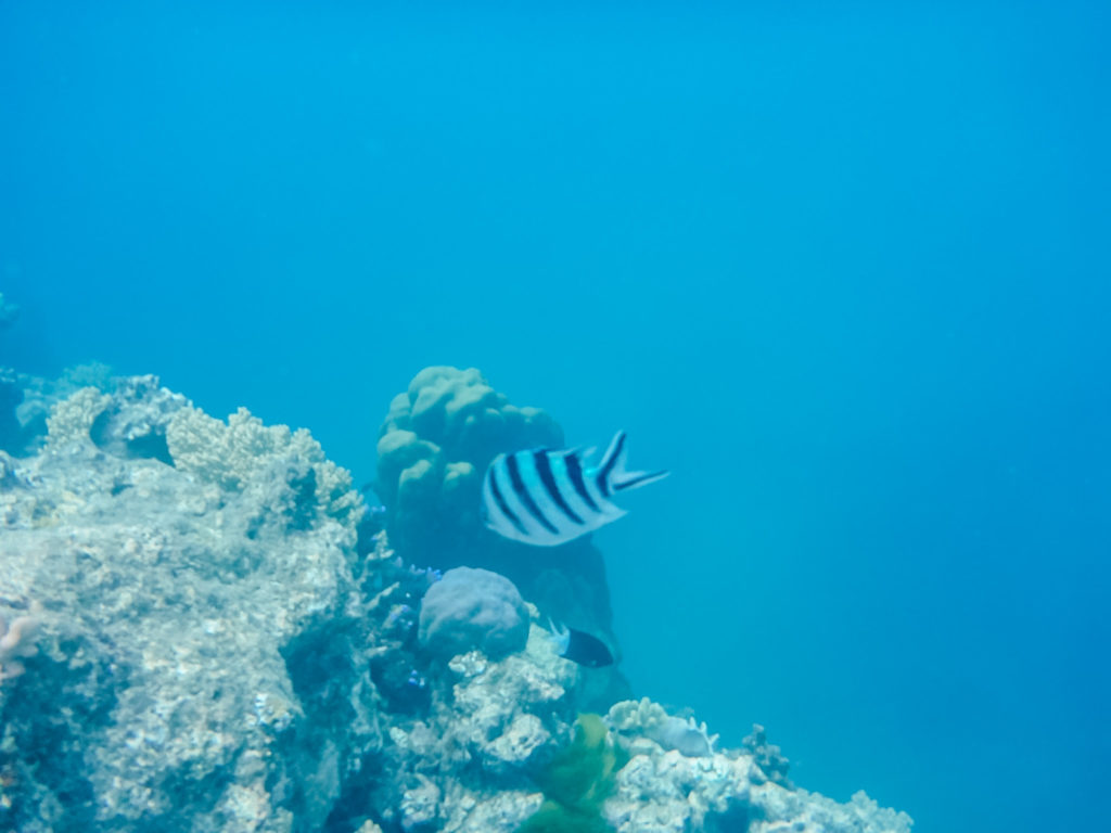 Unterwasserwelt beim Schnorcheln im Great Barrier Reef