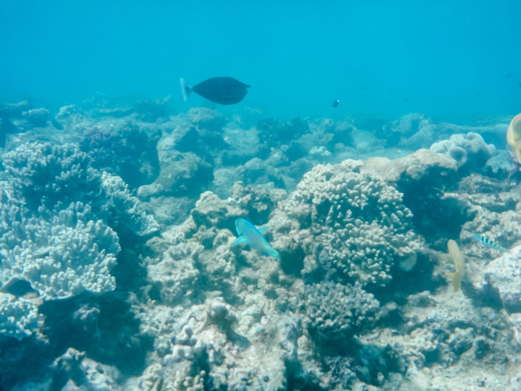 Unterwasserwelt beim Schnorcheln im Great Barrier Reef