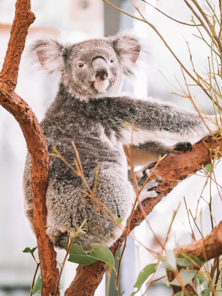 Koala im Lone Pine Koala Sanctuary