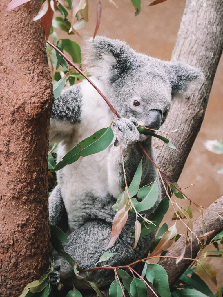 Koala im Lone Pine Koala Sanctuary